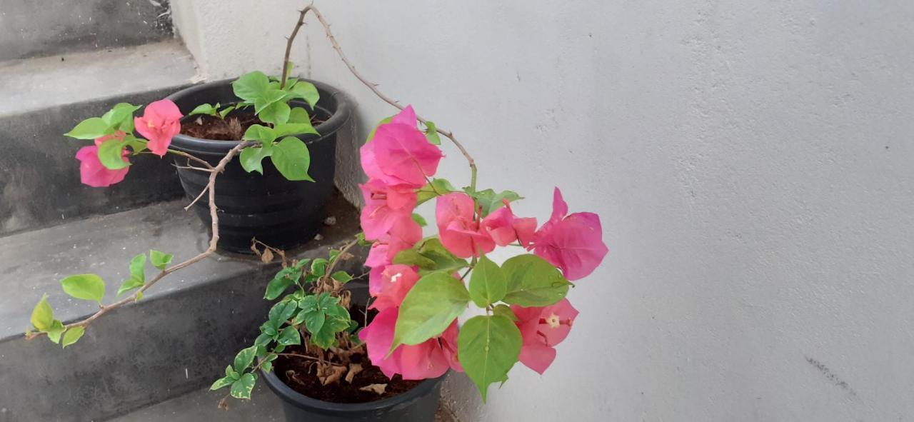 Bisandu Guesthouse Mirissa Εξωτερικό φωτογραφία